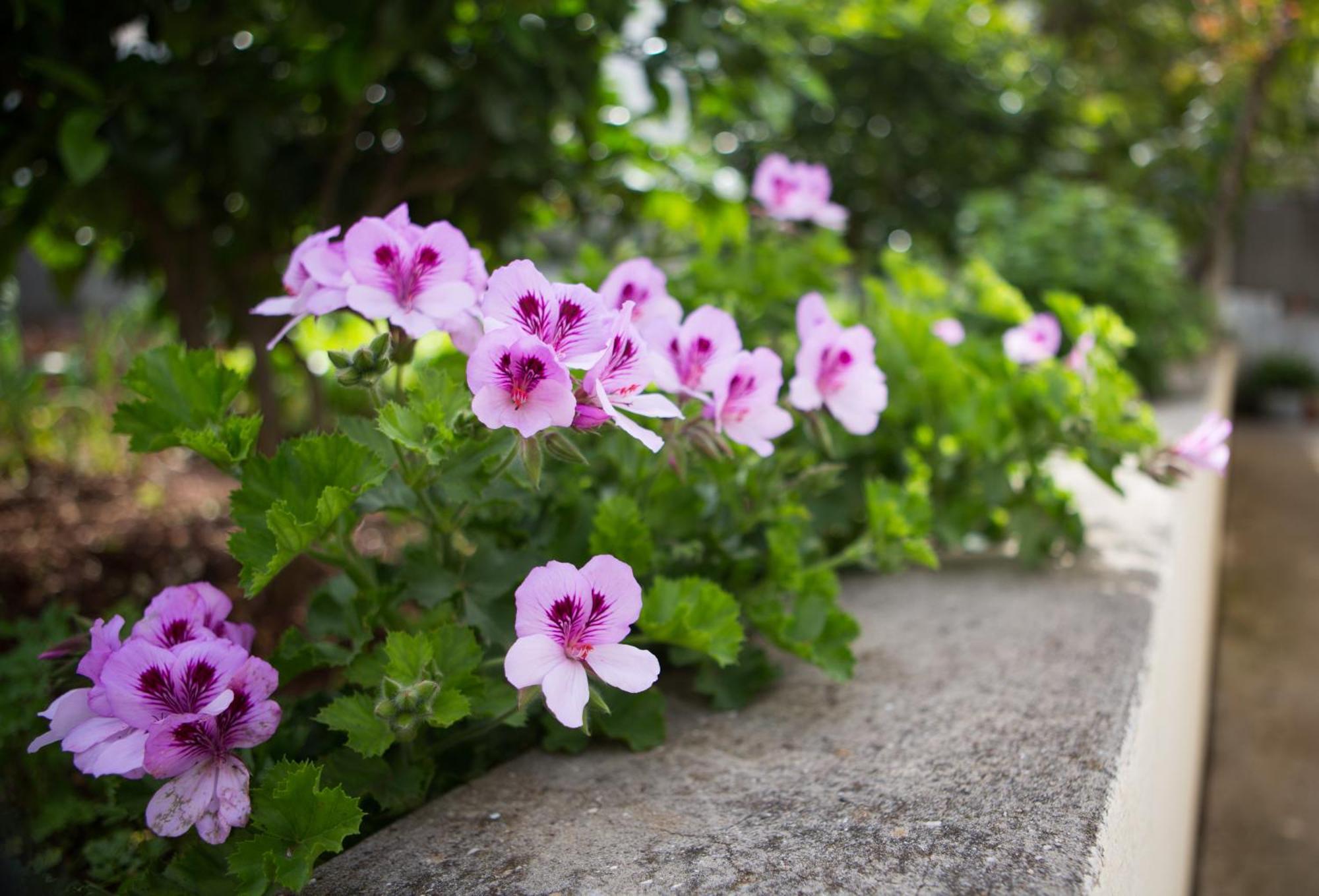 Aida Apartments And Rooms For Couples And Families Free Parking Dubrovnik Ngoại thất bức ảnh